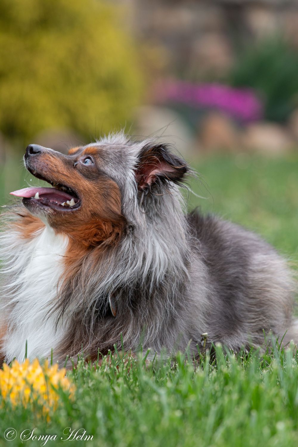 A blue merle Sheltie looks upward while resting in green grass.