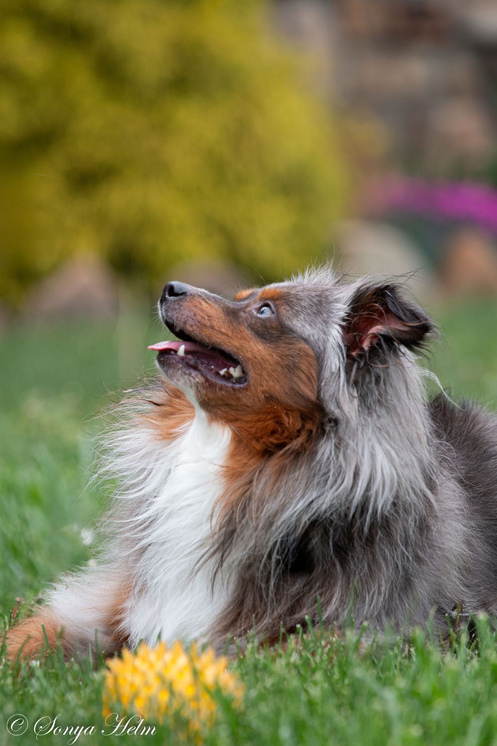 A sable Shetland Sheepdog gazes upward while relaxing on grass.