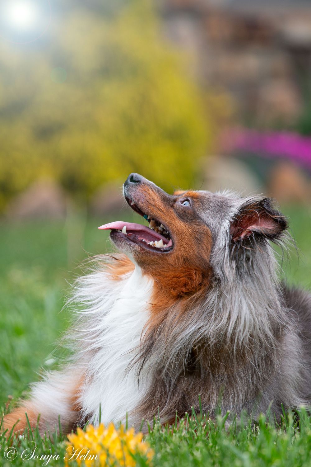 A Sheltie dog looks up expectantly while lying in grass near a yellow toy.