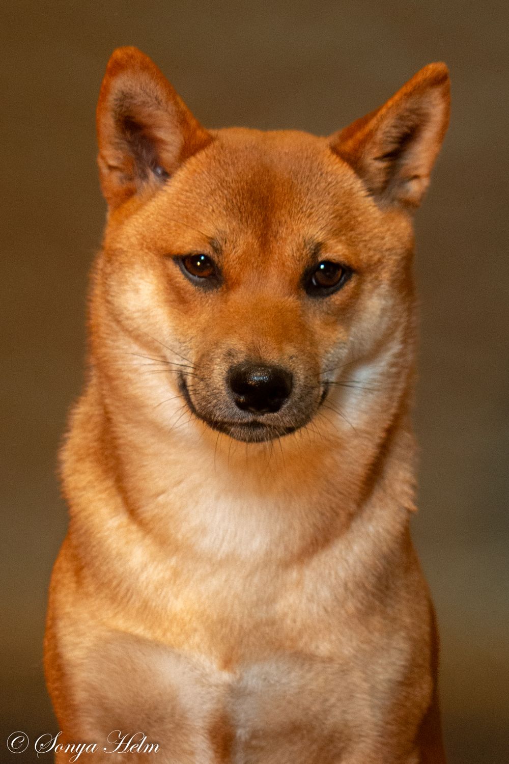 Portrait of alert Shiba Inu dog with reddish-brown fur against brown background.