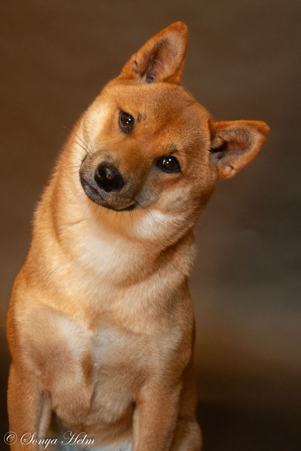 Shiba Inu dog tilting head with curious expression against brown backdrop.
