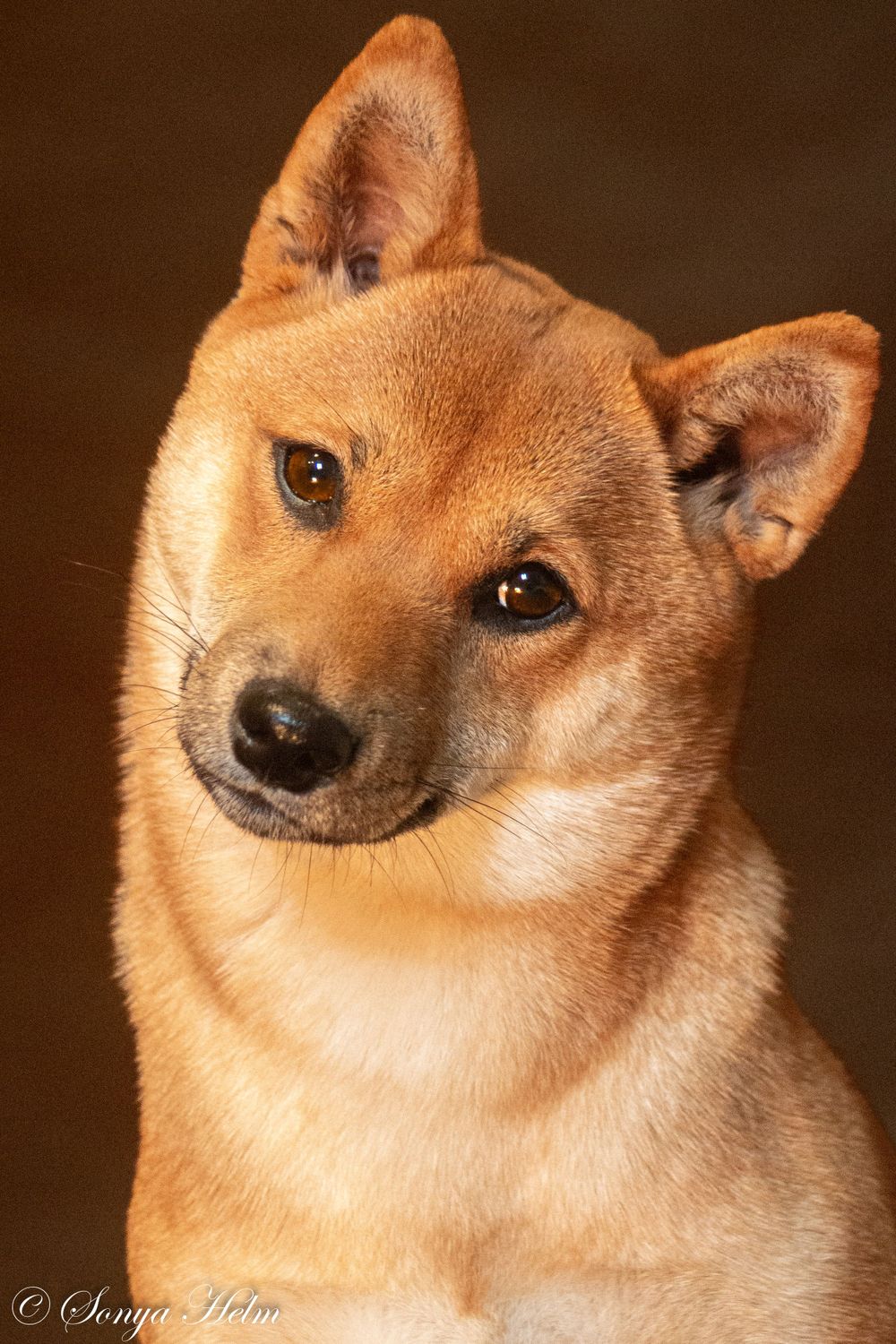 Close-up portrait of Shiba Inu dog with expressive eyes and fox-like features.