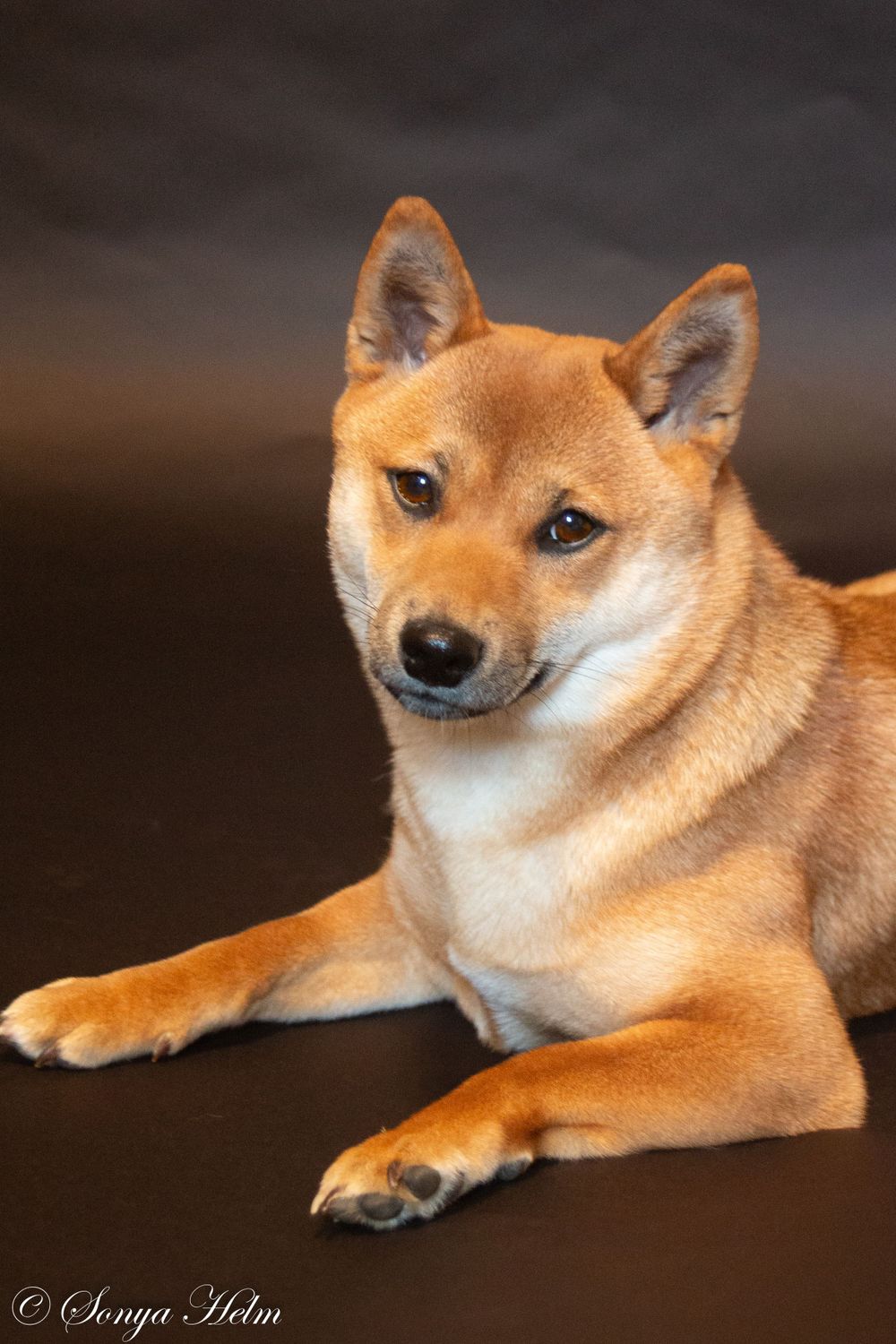 Shiba Inu dog in relaxed lying position against dark background.