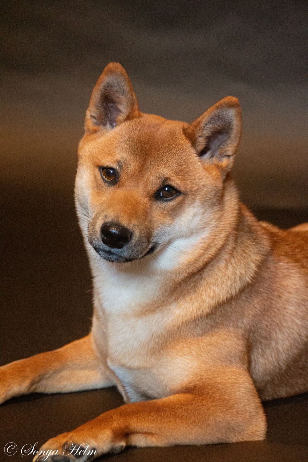 Alert Shiba Inu dog with characteristic fox-like features in professional portrait.