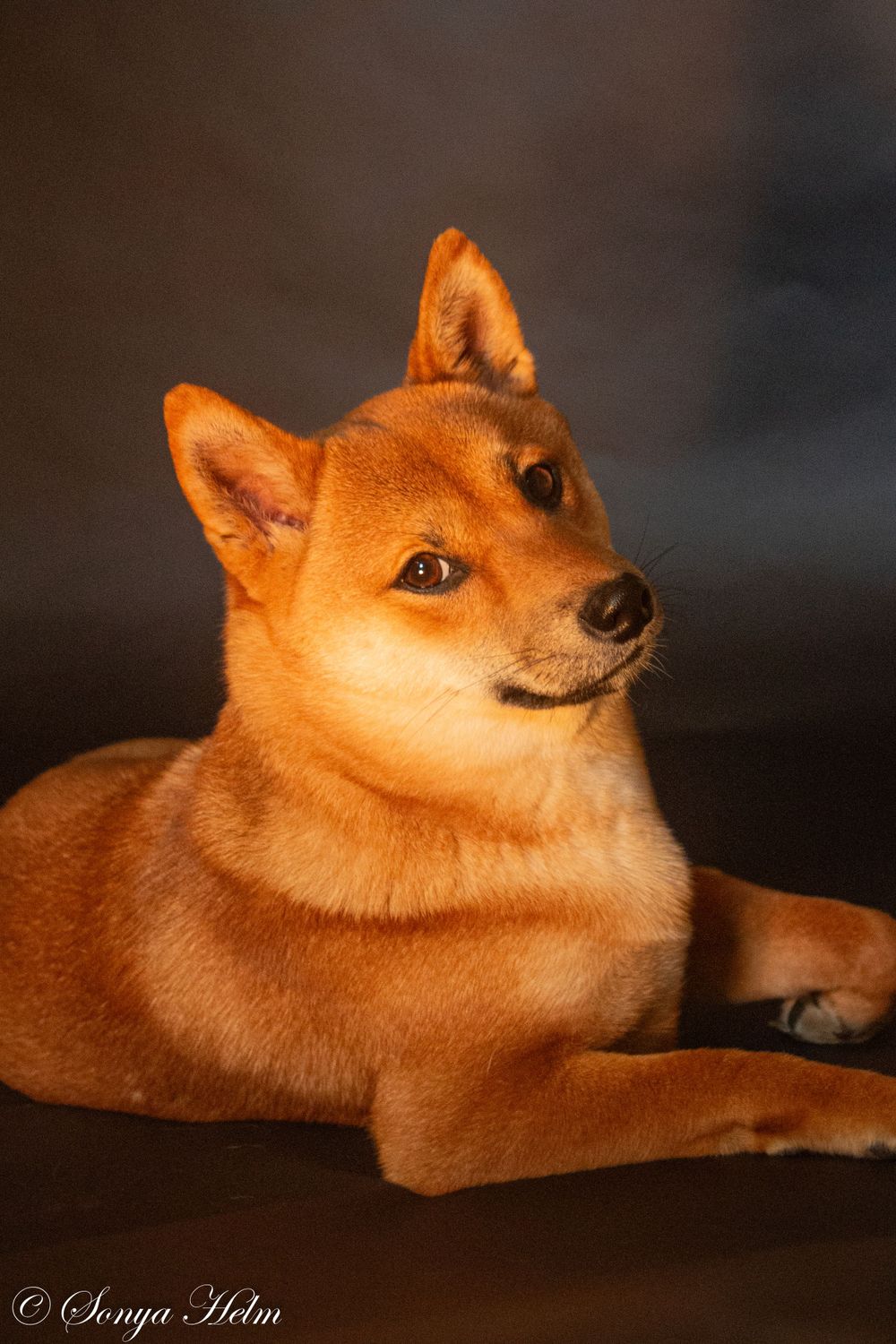Smiling Shiba Inu dog looking upward with characteristic expression against dark background.