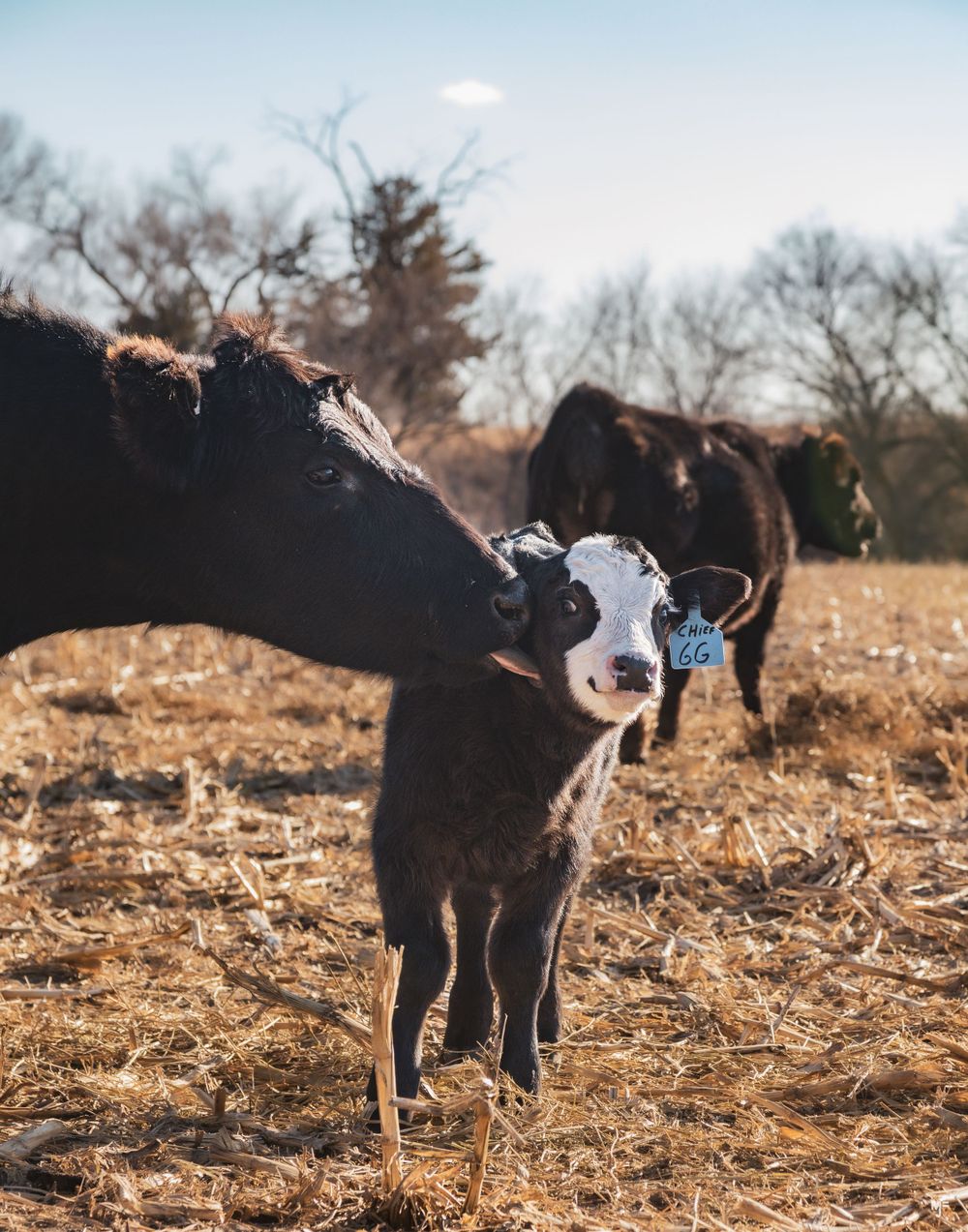 A young black and white calf stands in a sunlit field with adult cattle in the background.
