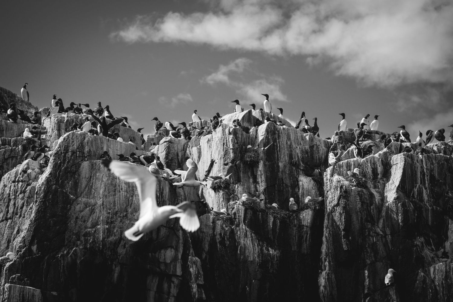 A dramatic black and white image of seabirds perched on rugged coastal cliffs against a cloudy sky.