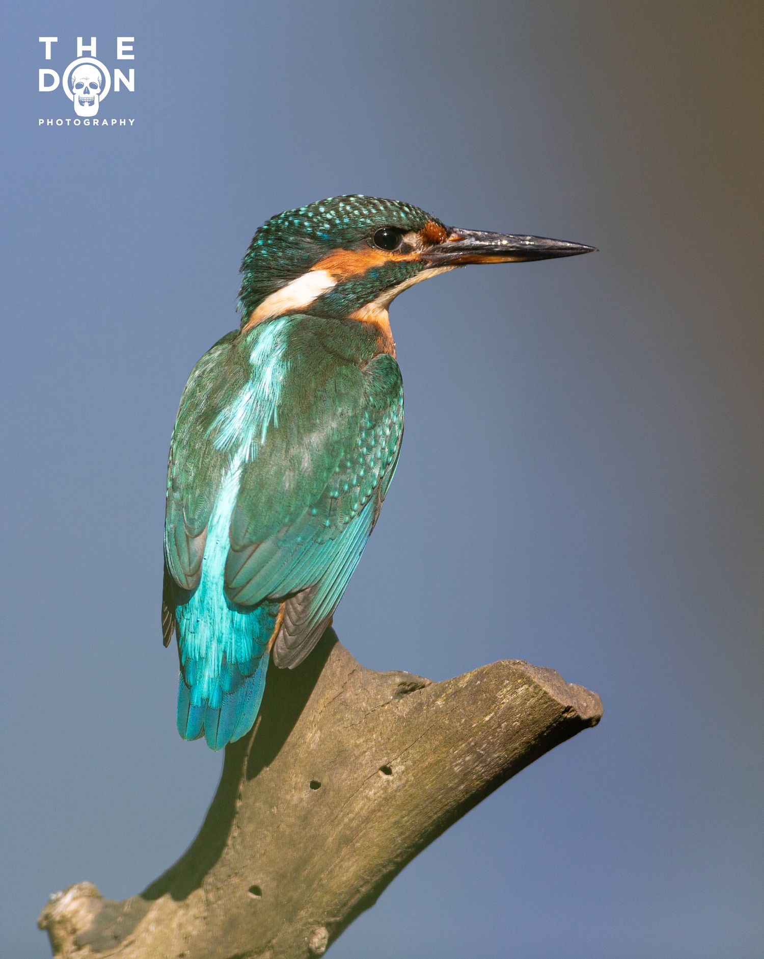 A vibrant kingfisher bird with teal and orange plumage perched on a weathered branch against a soft blue background.
