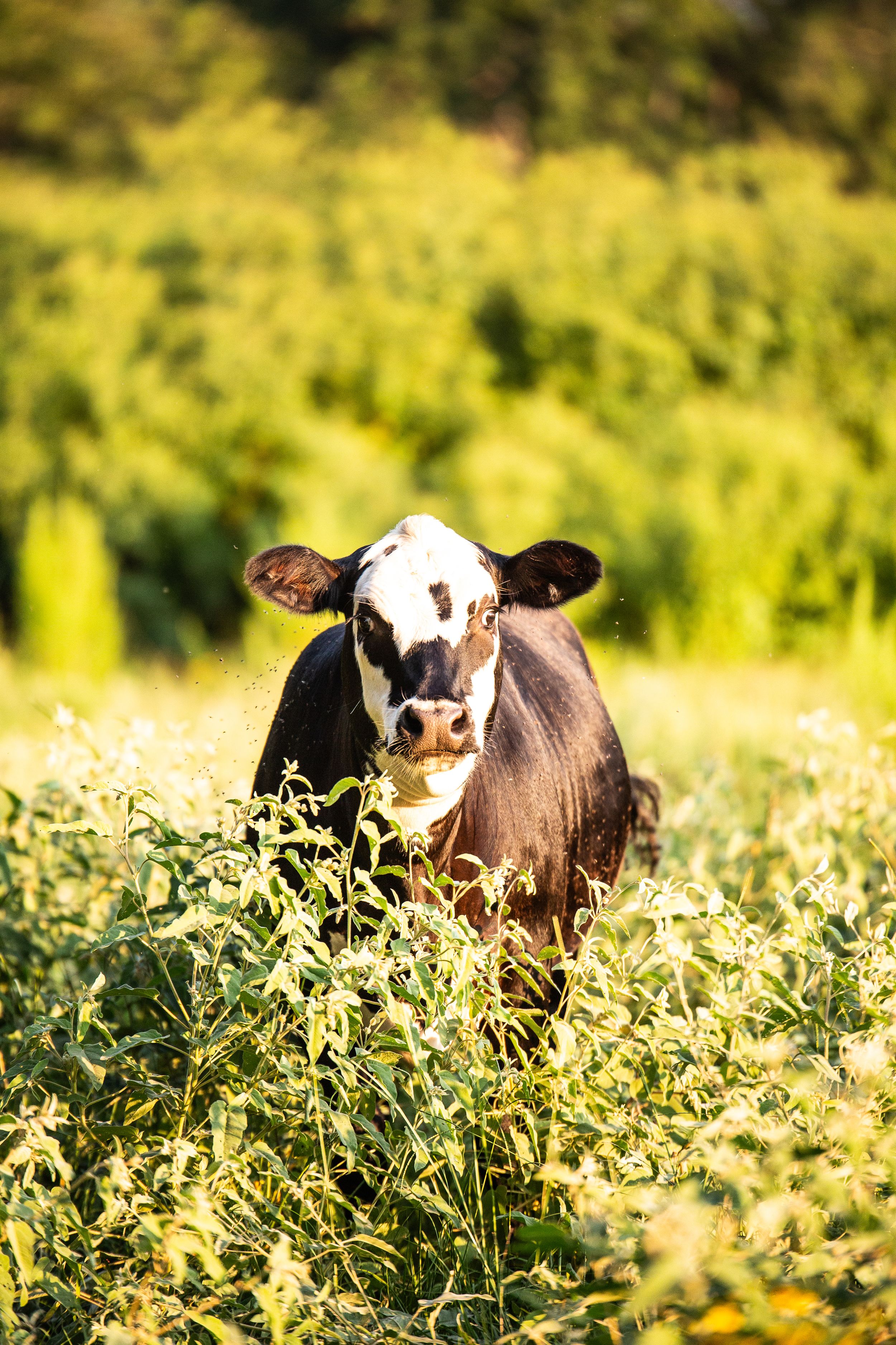 Cattle peeking through golden sunlit vegetation in a field.