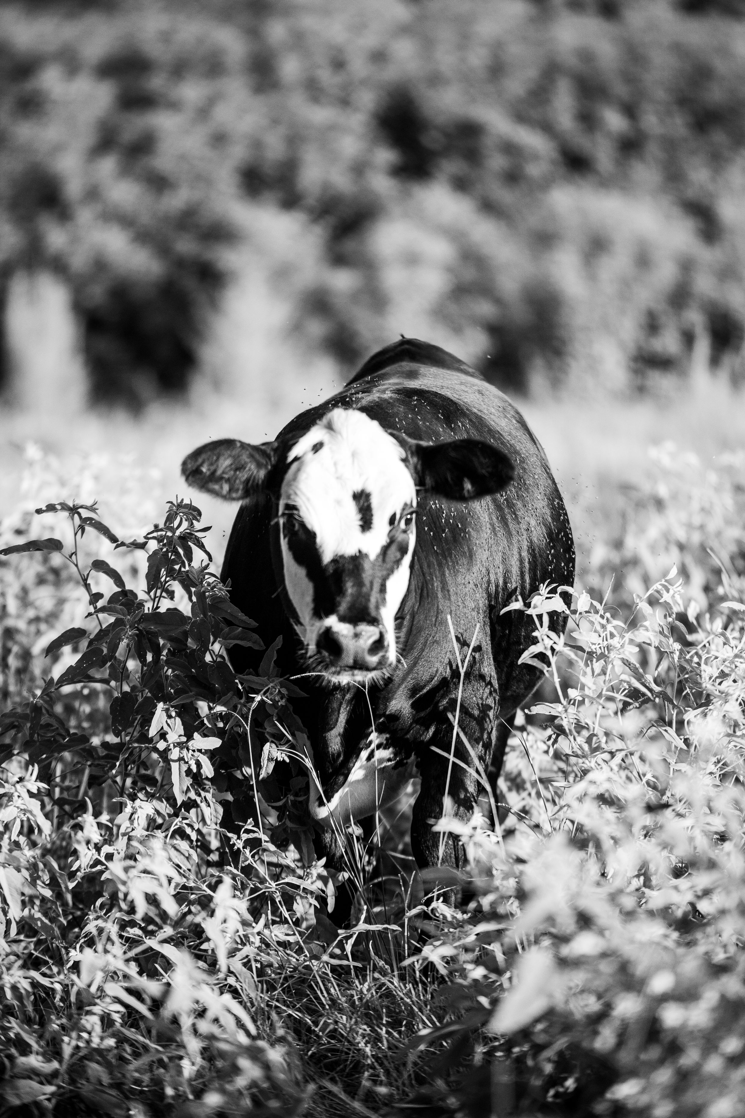 Black and white artistic photo of cattle grazing among wildflowers.