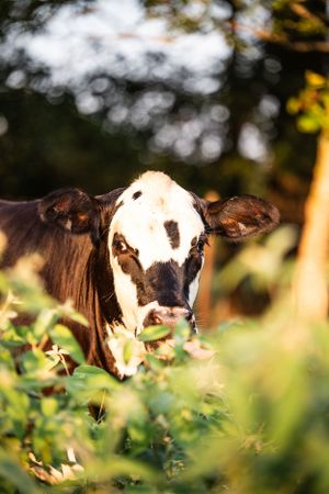 Cows grazing in a field during golden hour with bokeh effect.