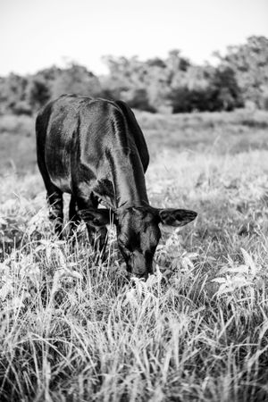 Black and white photograph of cattle grazing in tall grass.