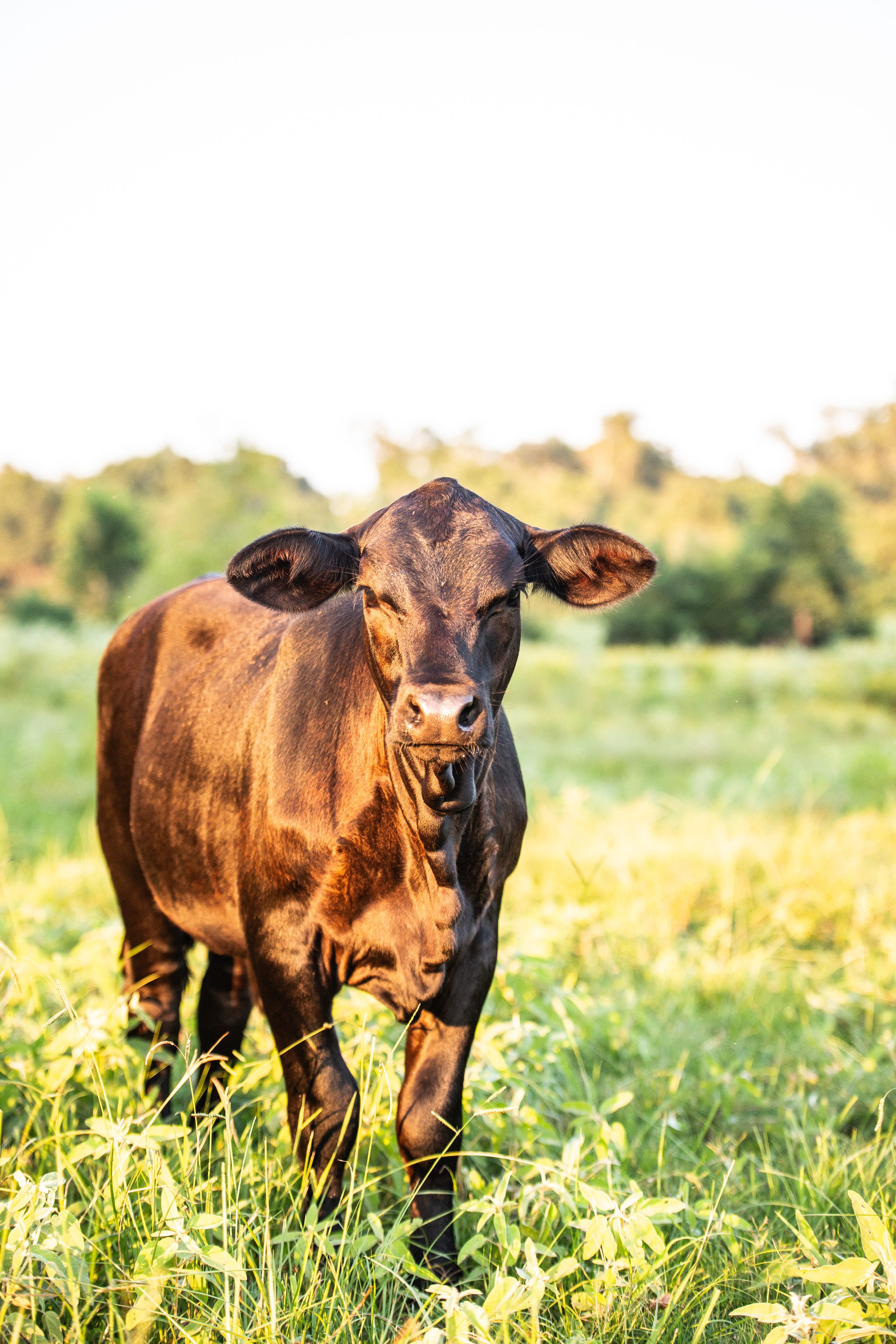 Brown calf standing in a sunlit grassy field during golden hour.