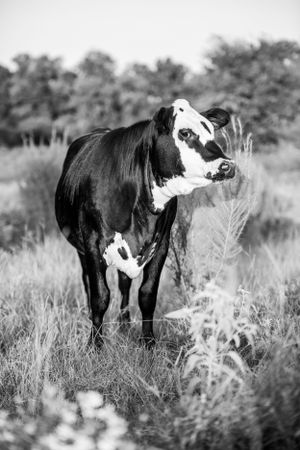 Black and white image of cattle standing in dried grass field.