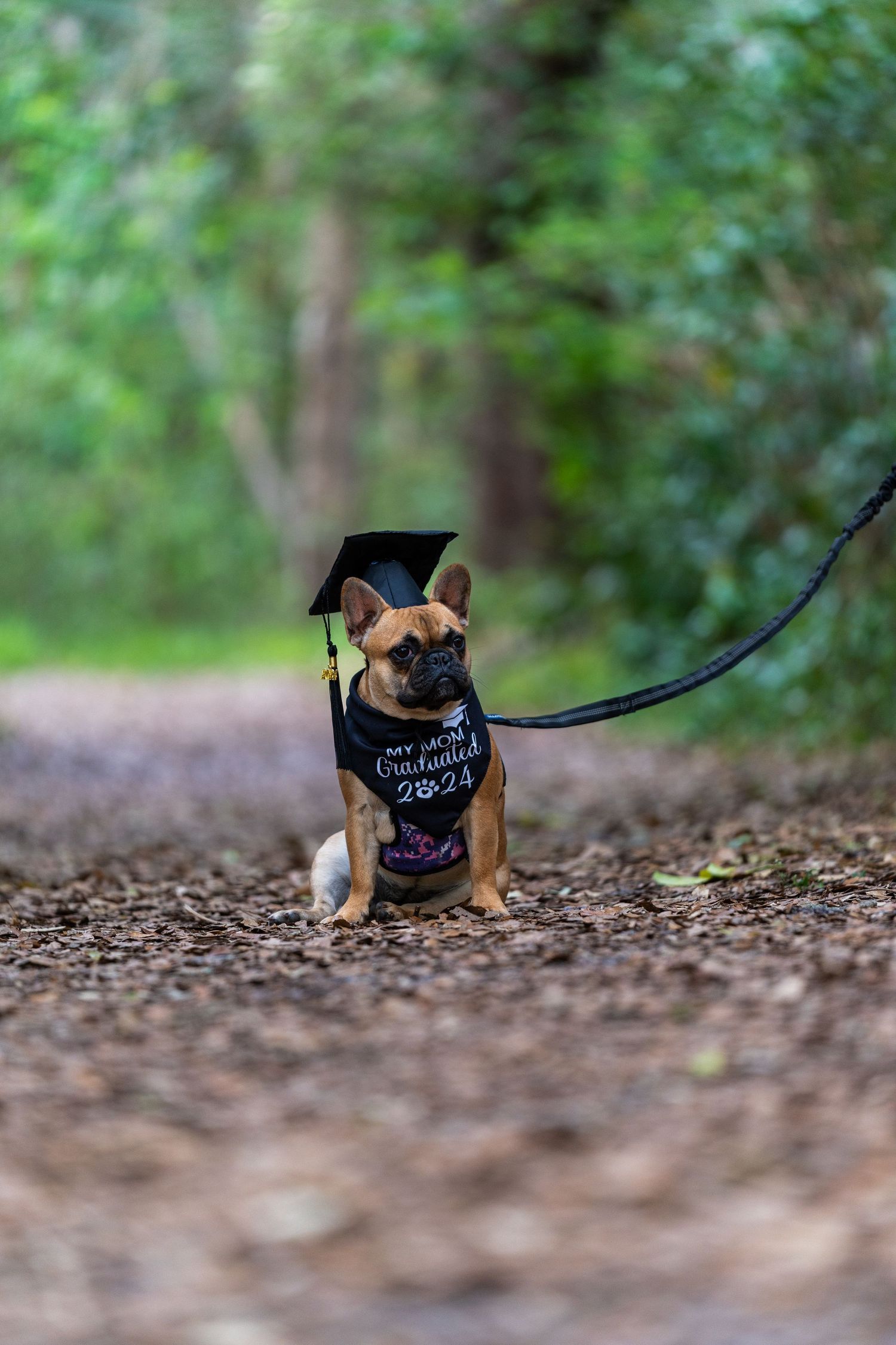 Small dog wearing graduation cap and gown sits on forest path.