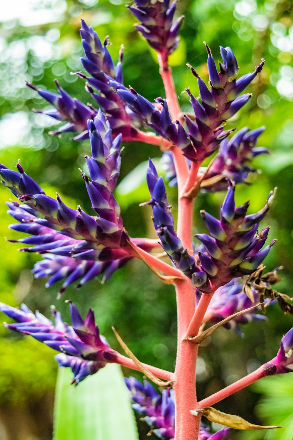 Purple and pink bromeliad flower clusters growing on red stems against blurred green background.