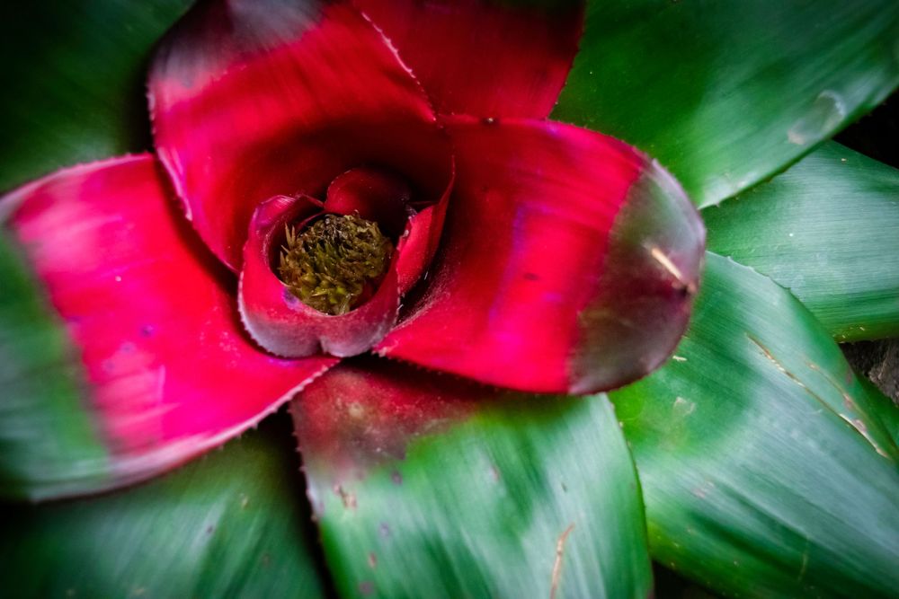 Bright red bromeliad flower head with dark center against green leaves.