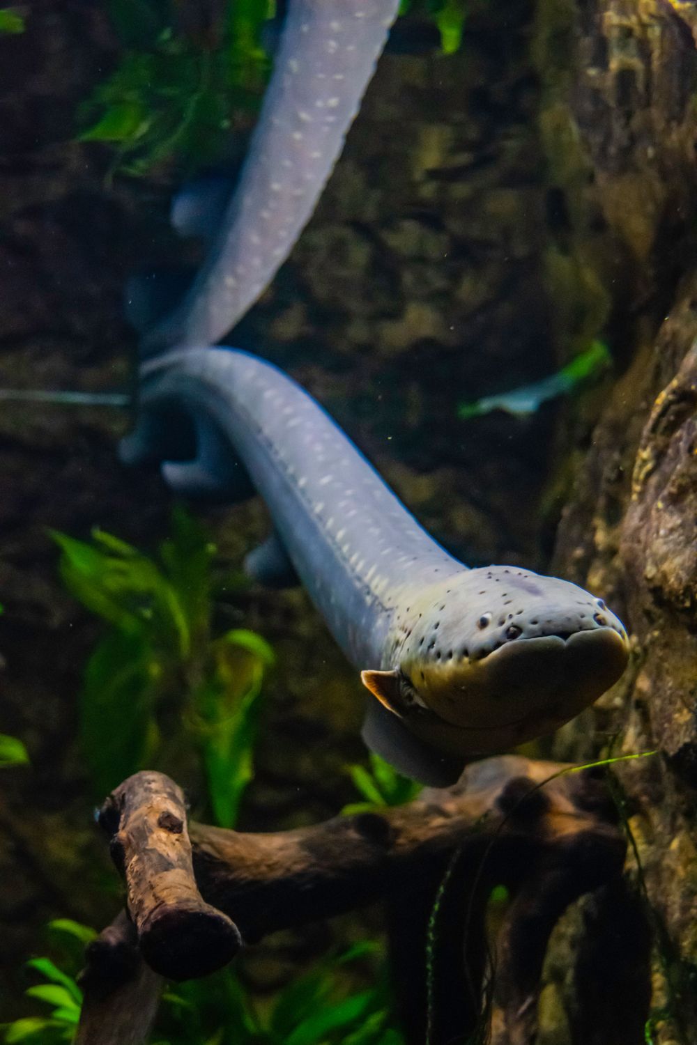 Gray electric eel swimming in dark aquarium water near submerged branch.