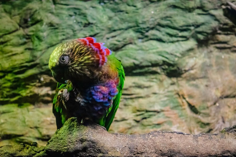 Colorful tropical parrot with green and red plumage resting on branch.