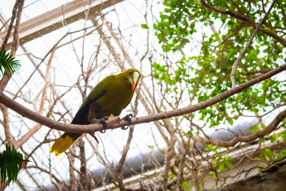 Yellow and black tropical bird perched on a bare tree branch against a bright sky.