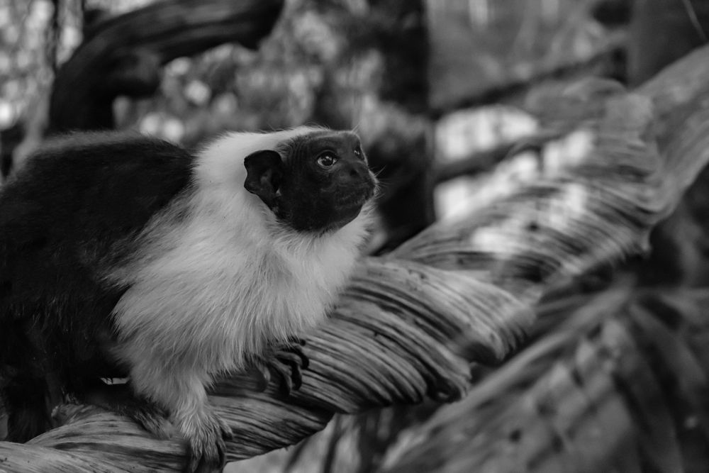 Black and white portrait of a ruffed lemur with distinctive facial markings.