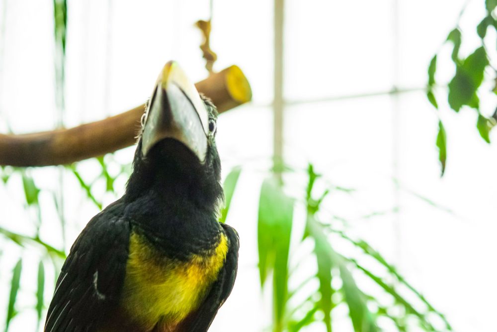 Close-up of a black and yellow toucan being hand fed against a bright background.