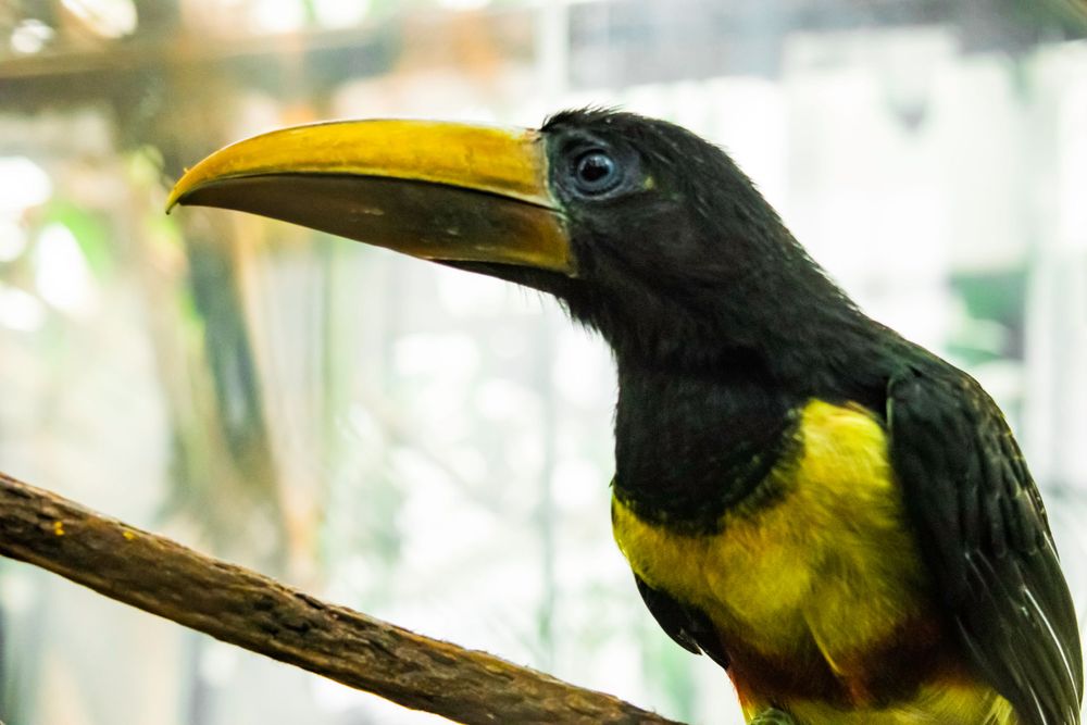 Black and yellow toucan with large curved beak perched on a branch.