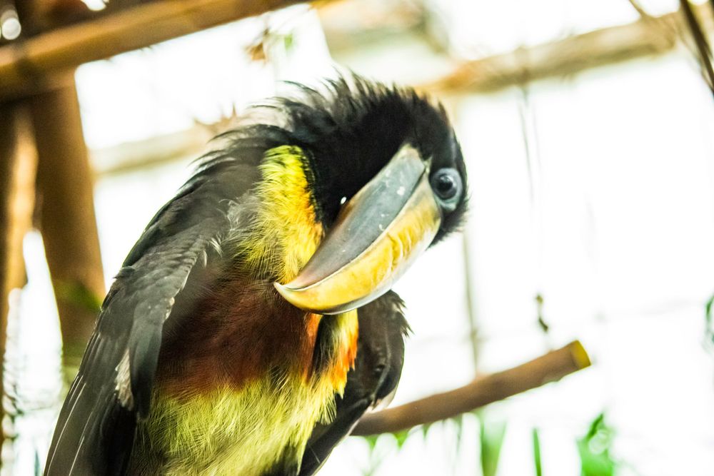 Vibrant toucan with black feathers and yellow chest resting on wooden perch.