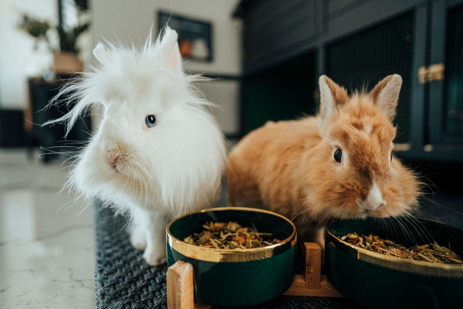 Two rabbits, one white and one ginger, eating from food bowls on a textured surface.