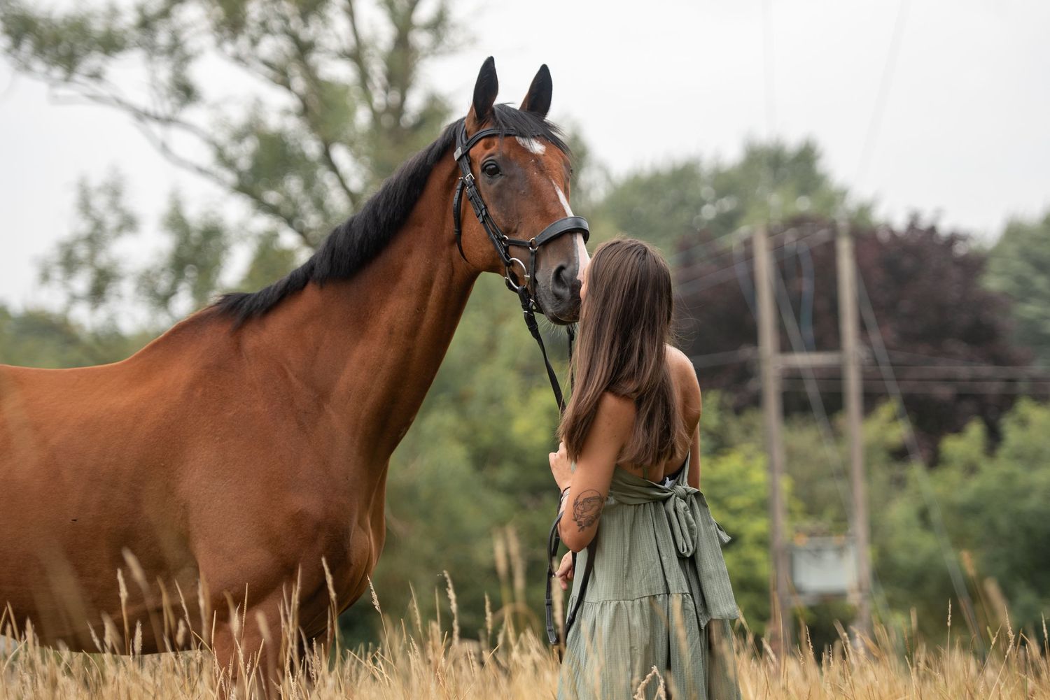 Horse Photographer