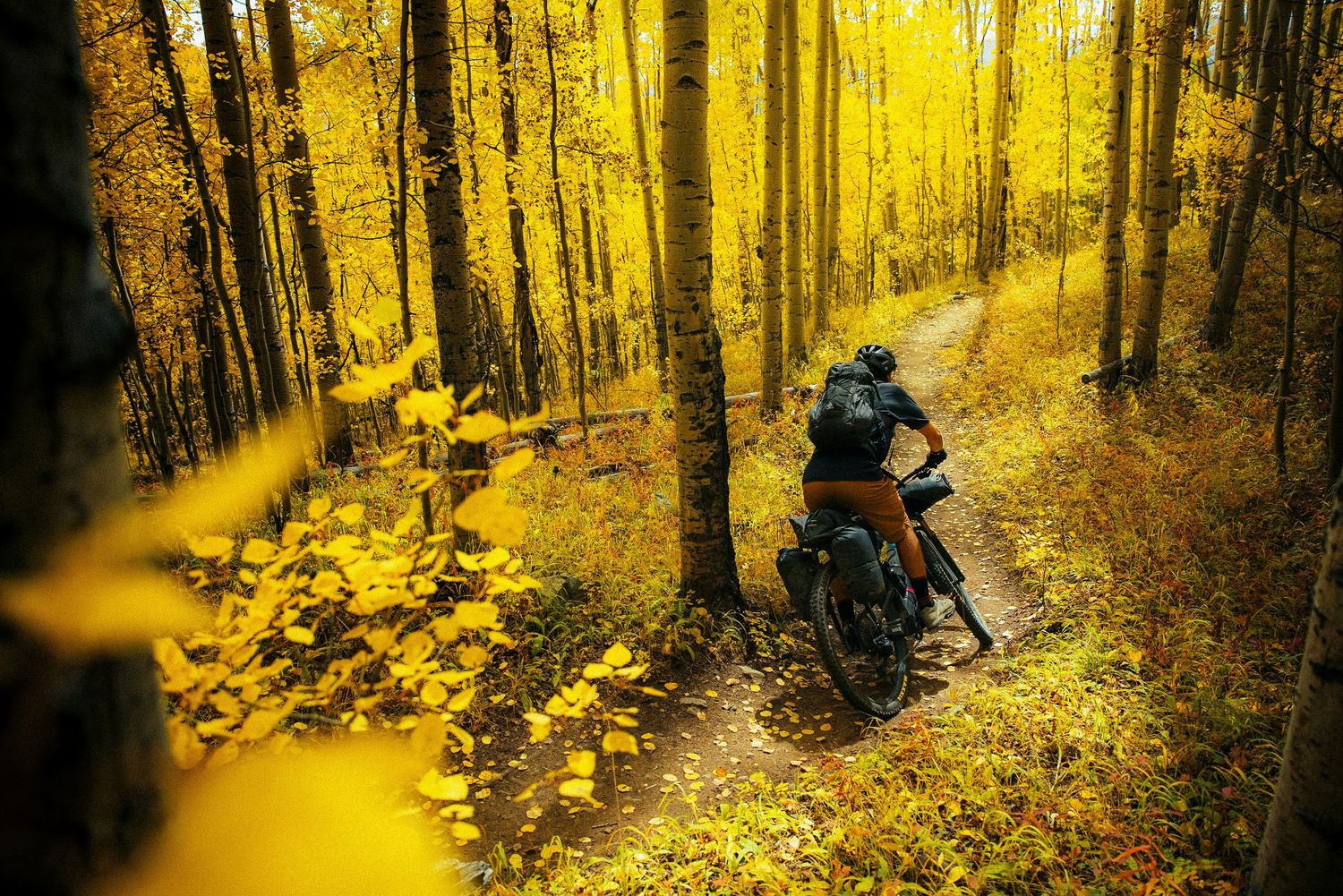 Mountain biker rides through a golden autumn forest on a winding dirt trail surrounded by vibrant yellow foliage.