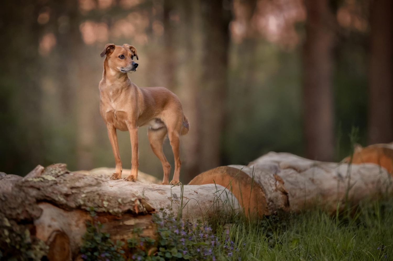 Alert dog standing on fallen tree trunk in moody forest setting.
