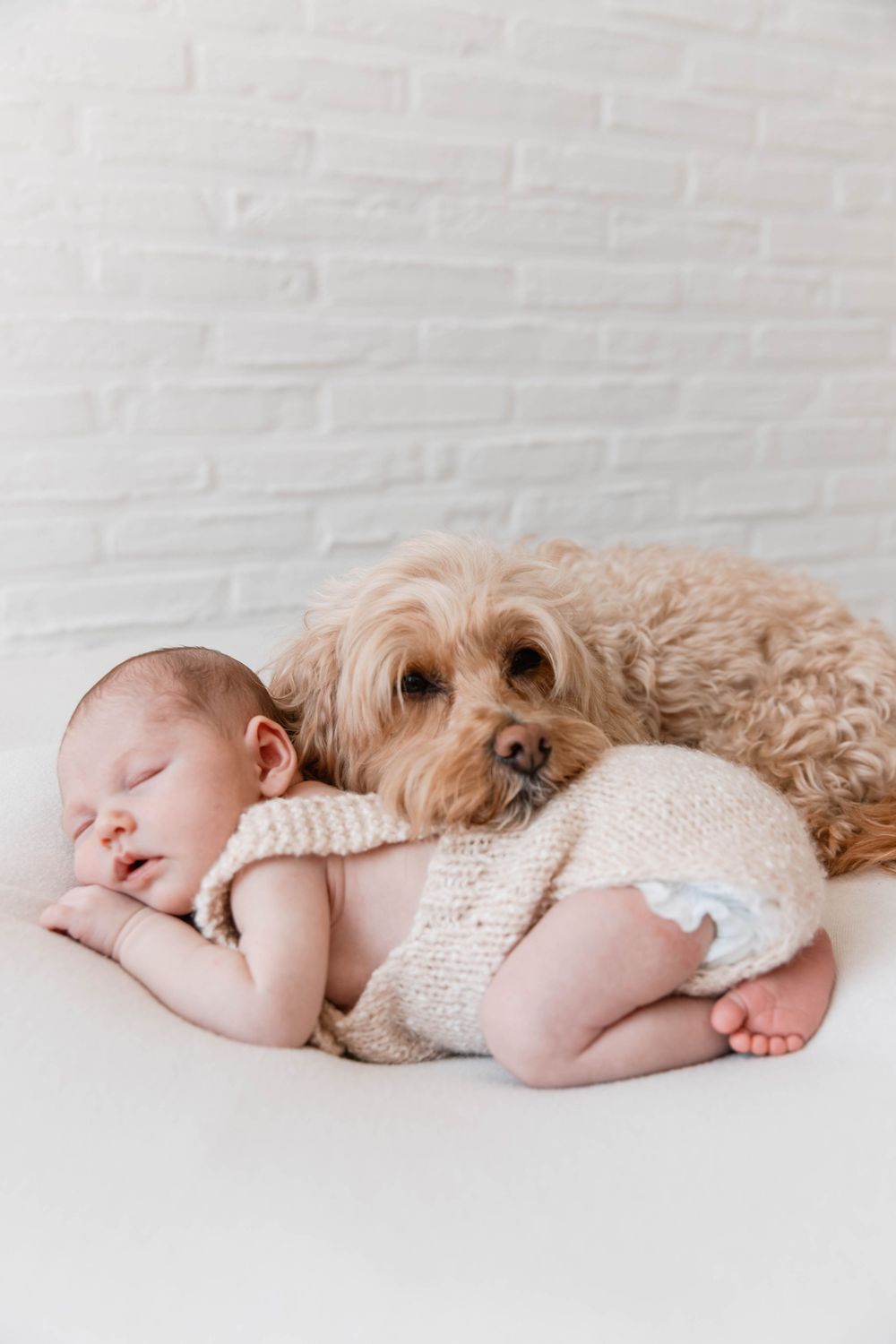 A sleeping baby in white knit clothing cuddles with a fluffy brown dog on a light background.
