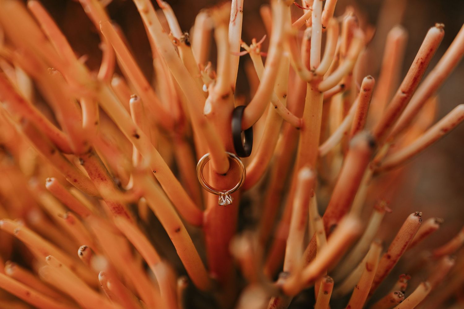 A diamond engagement ring and a wedding band hang from an orange desert plant.