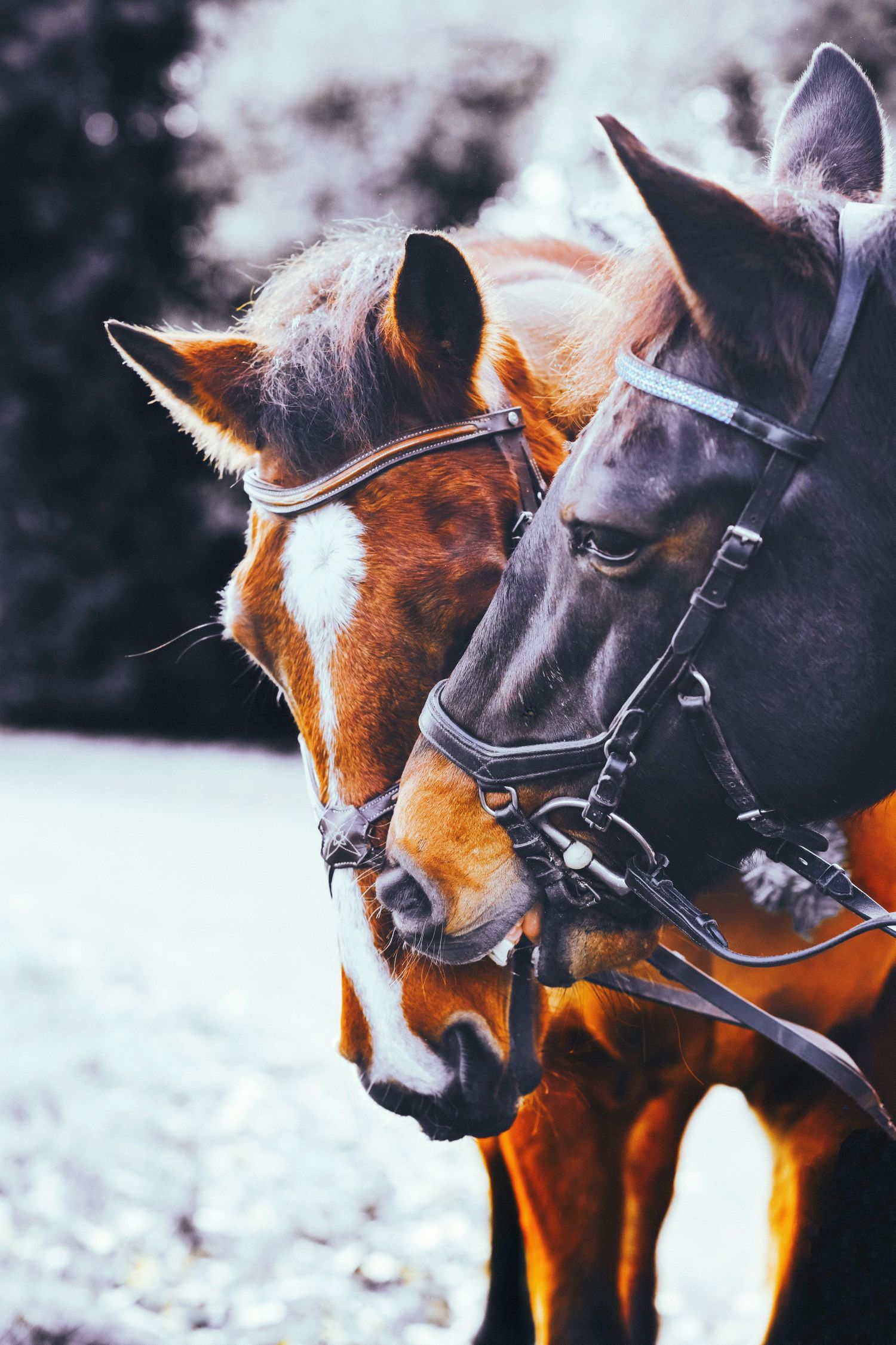 Close-up of two horses with bridles touching heads against dark background.