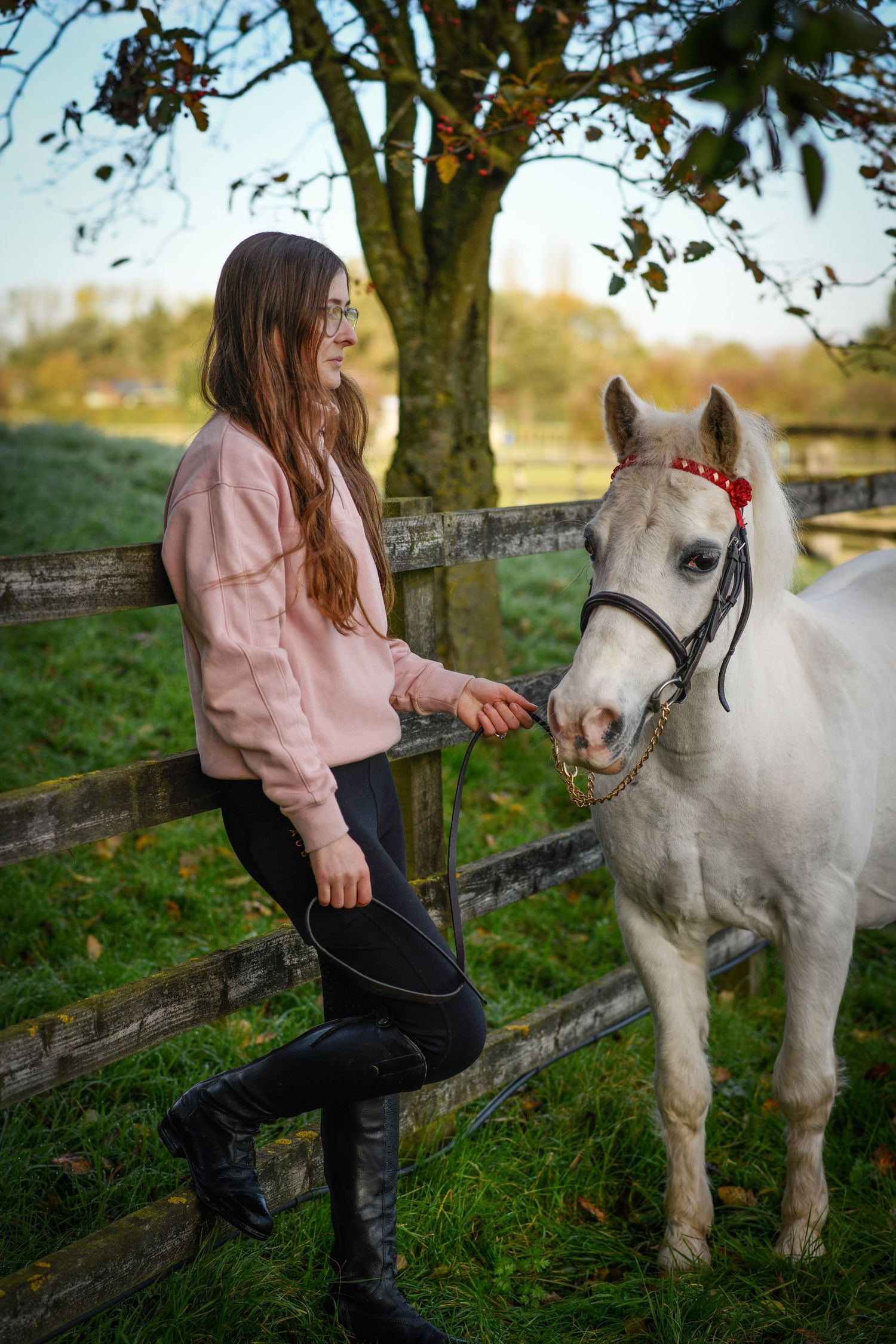 White pony with red halter standing by wooden fence in green field.