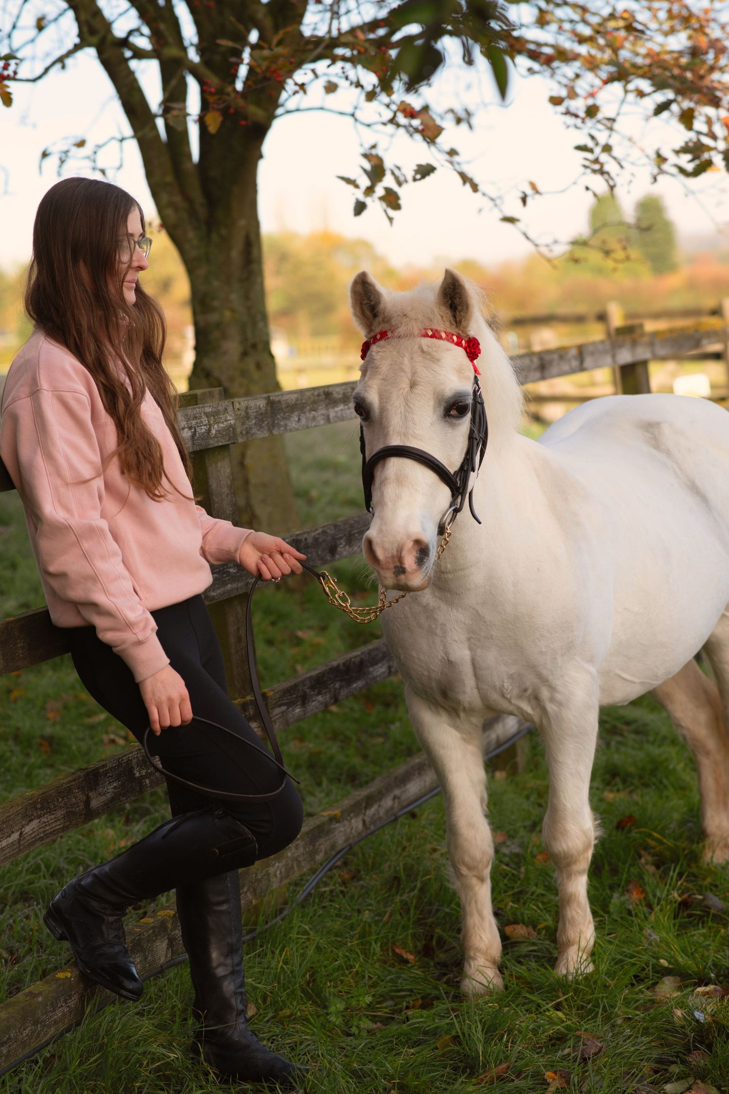 White pony with red halter enjoying attention in autumn pasture.