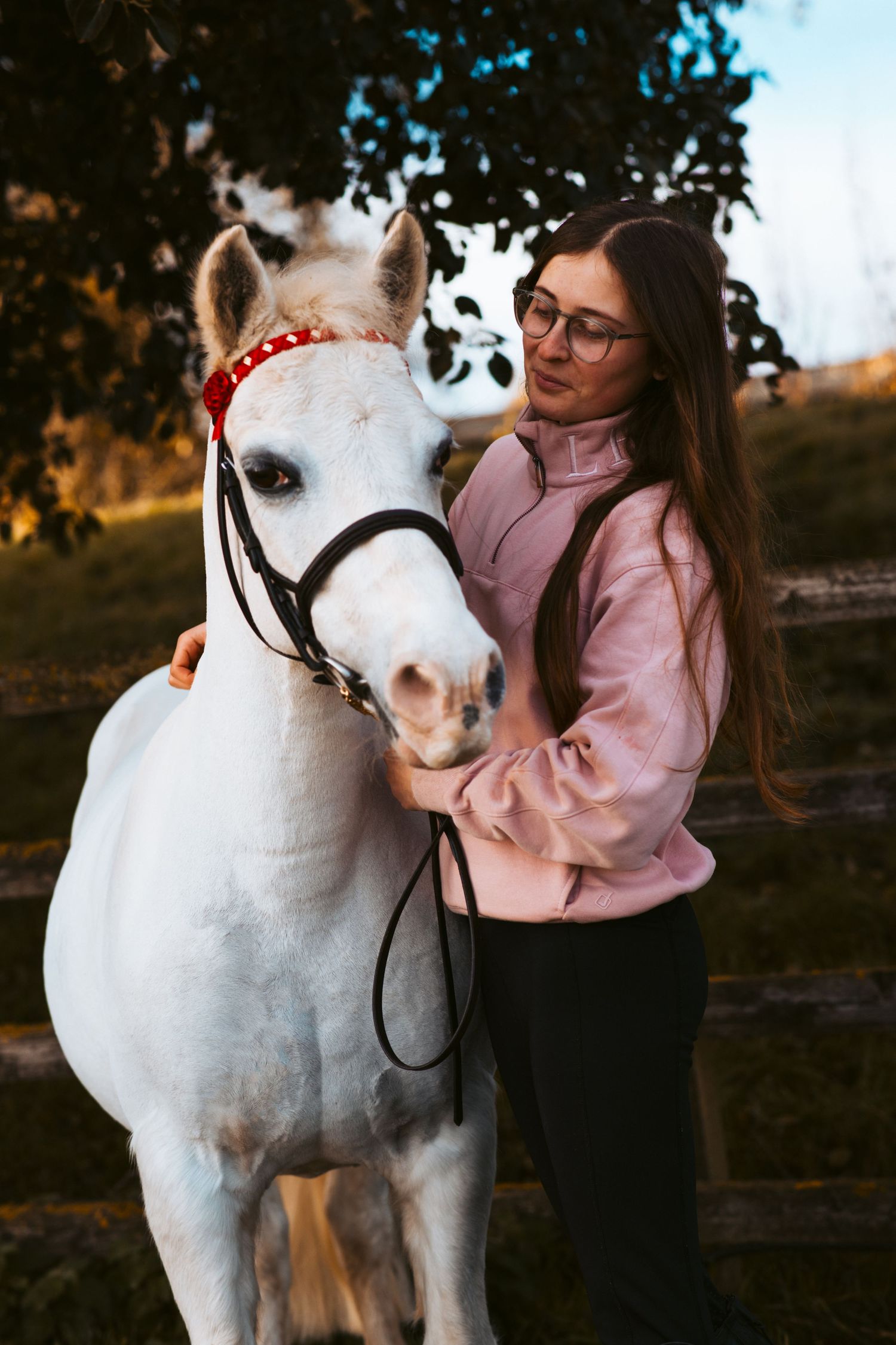 Beautiful white pony with red halter posing in autumn sunset light.