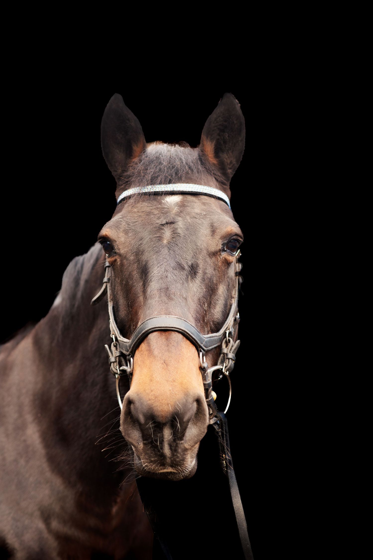 Close-up portrait of dark brown horse with bridle against black background.