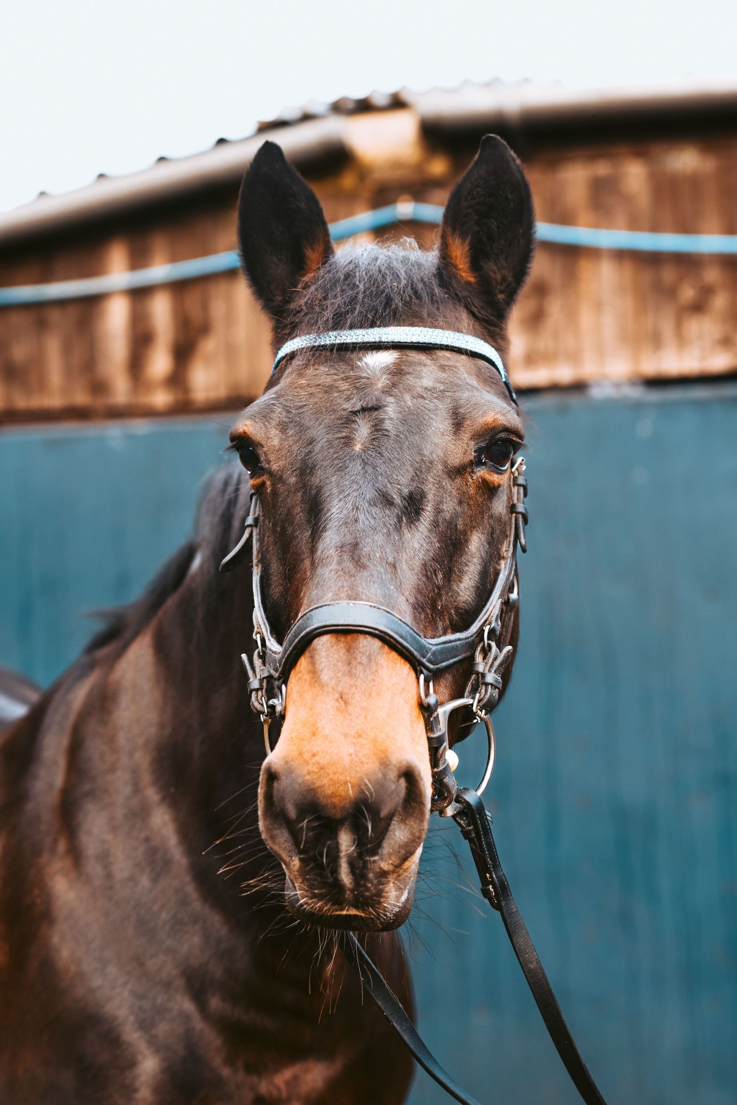 Dark brown horse wearing bridle poses in front of blue wall.
