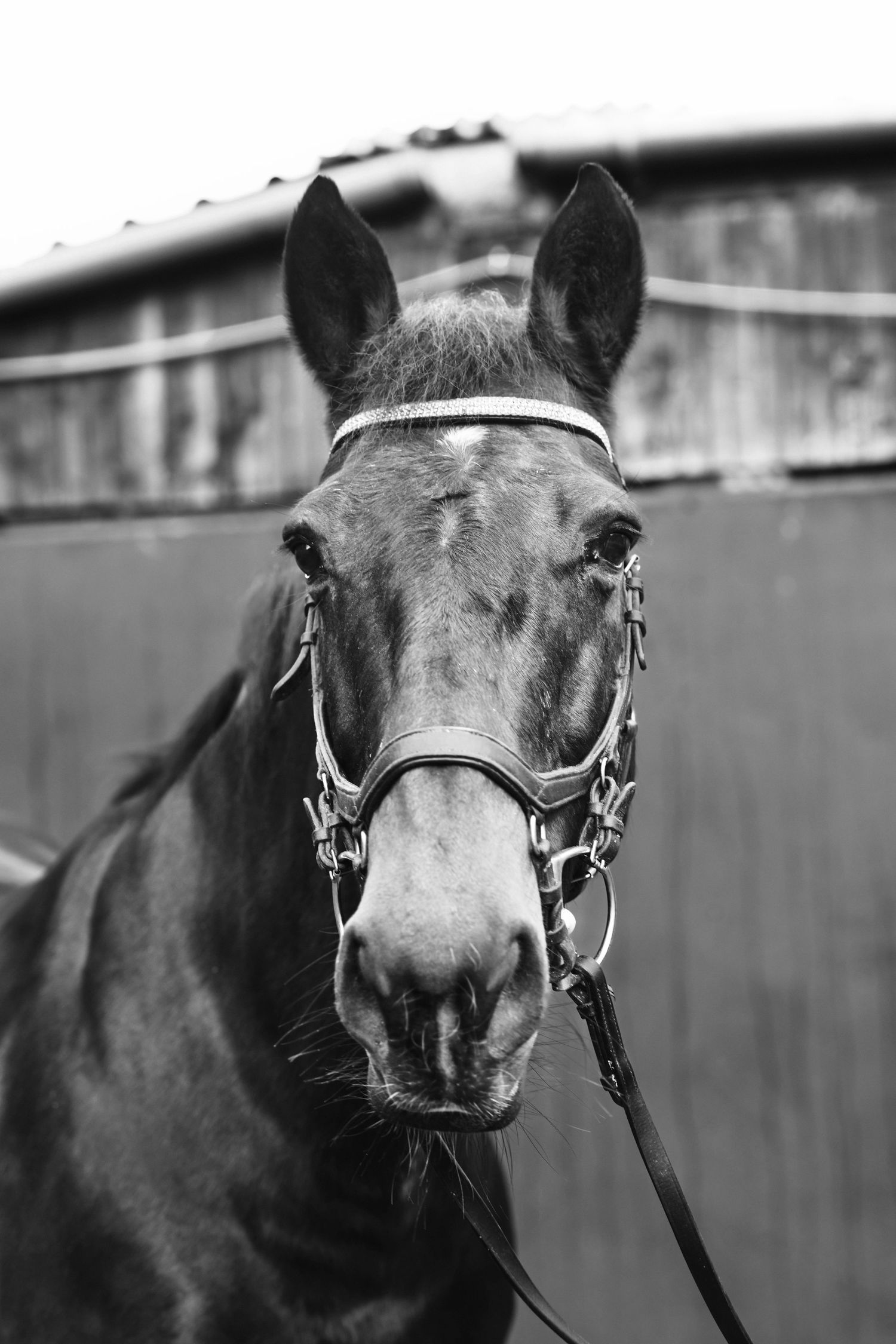 Black and white close-up portrait of a horse wearing a bridle with detailed hardware.