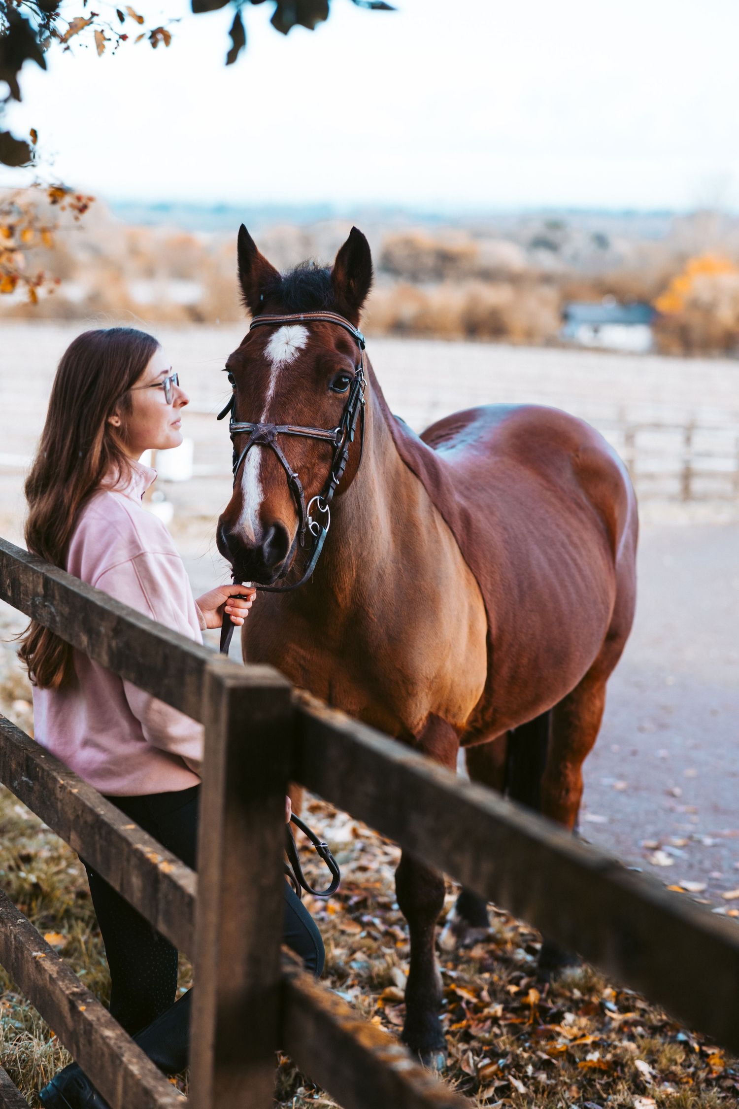 Bay horse with white blaze looks over wooden fence during golden autumn afternoon.