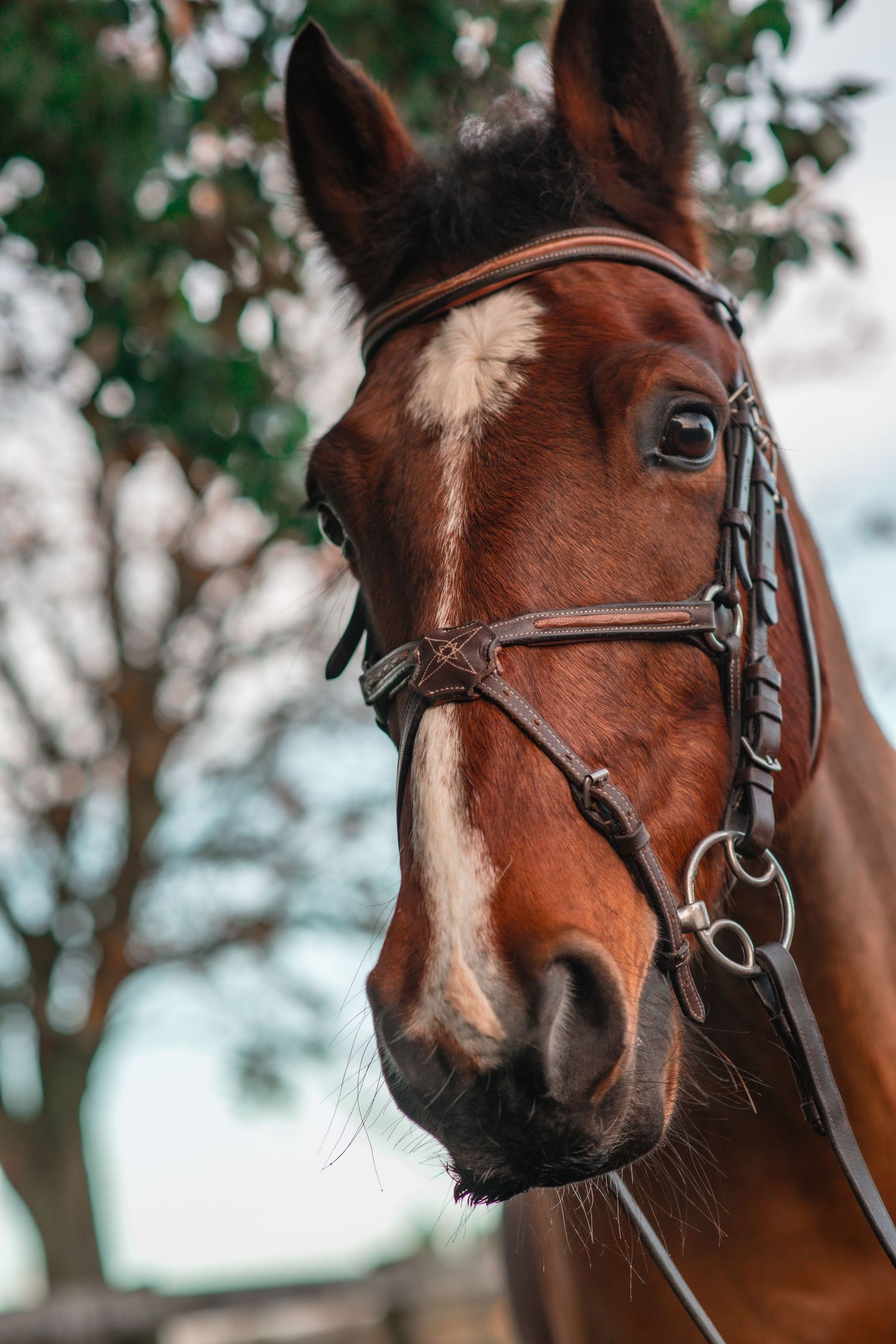 Side profile of a bay horse with white markings wearing a leather bridle and looking alert.