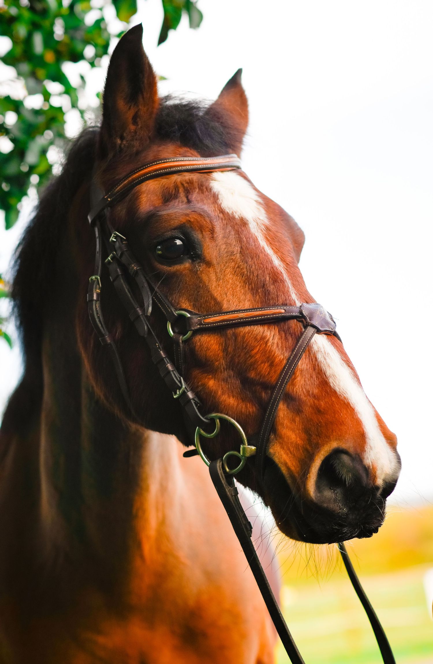 Close up portrait of a bay horse wearing a leather bridle against a blurred green background.