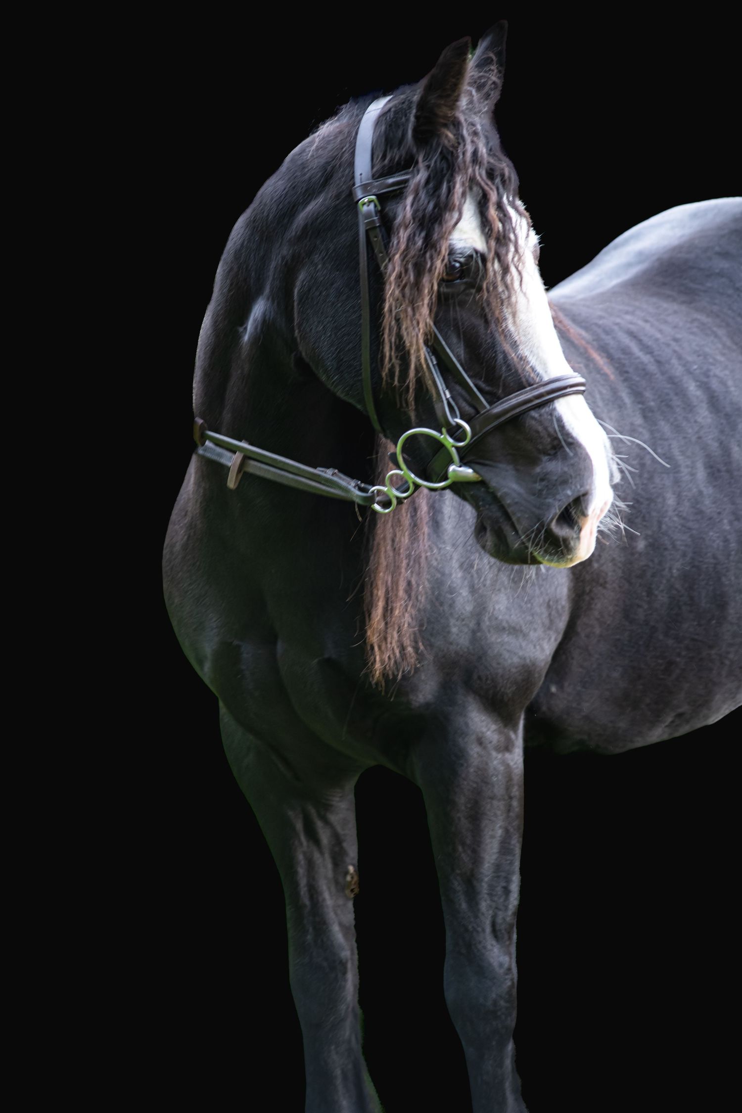 Side profile of a black horse wearing a bridle against a dark background.