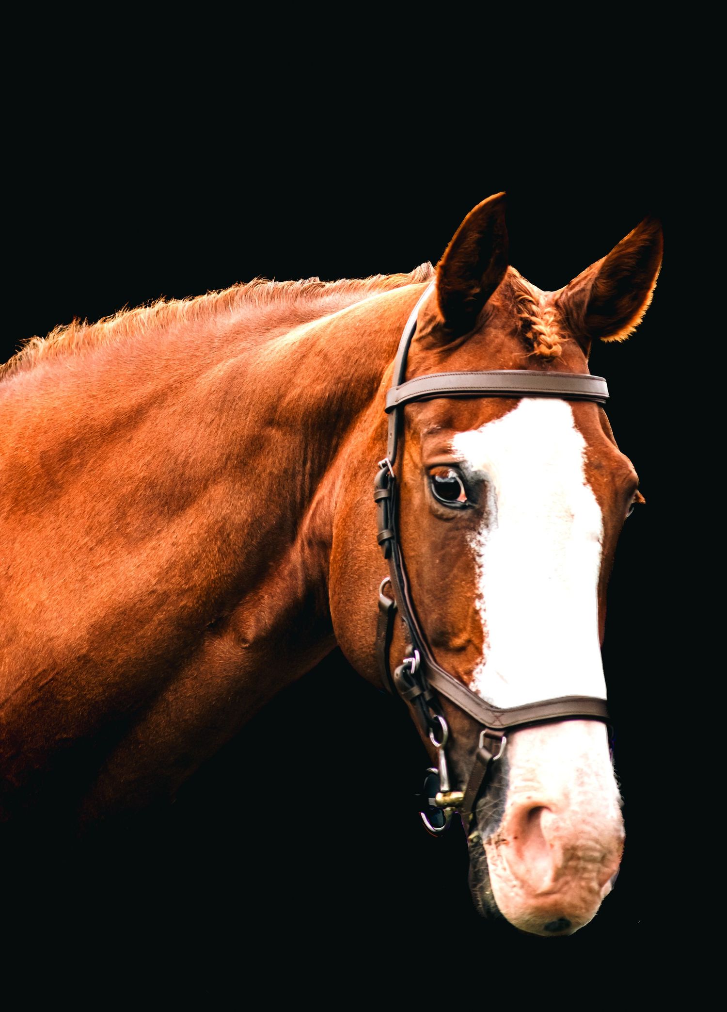 Close-up portrait of a chestnut horse with white blaze wearing a black bridle against dark background.