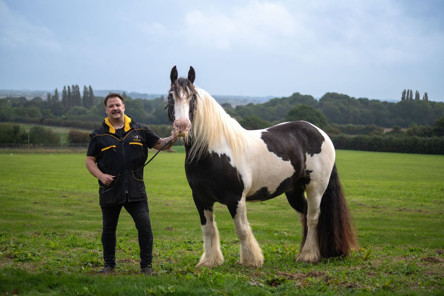 Impressive black and white draft horse standing in a green countryside field.