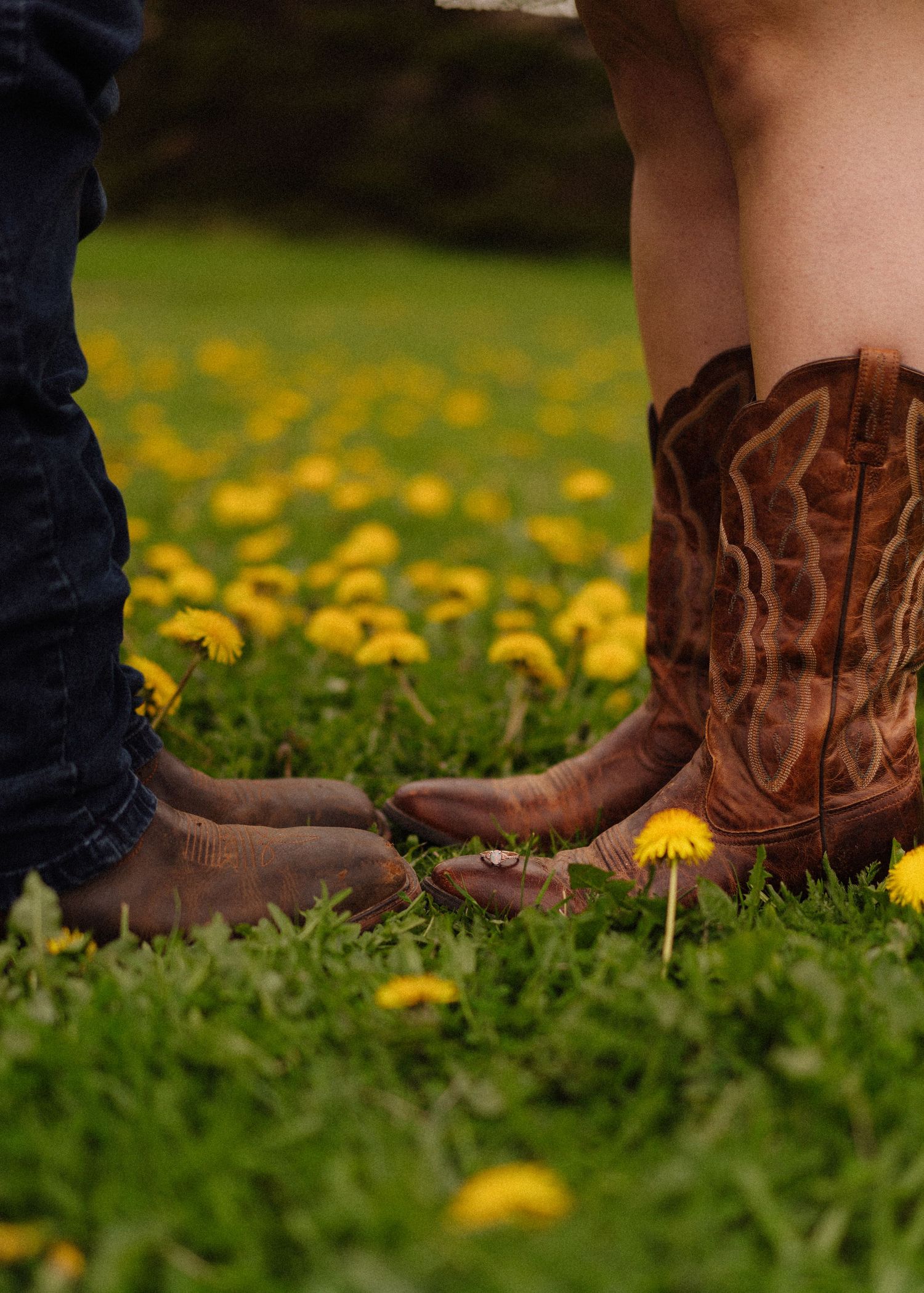 Brown leather cowboy boots stand in grass among bright yellow dandelions on a sunny spring day.
