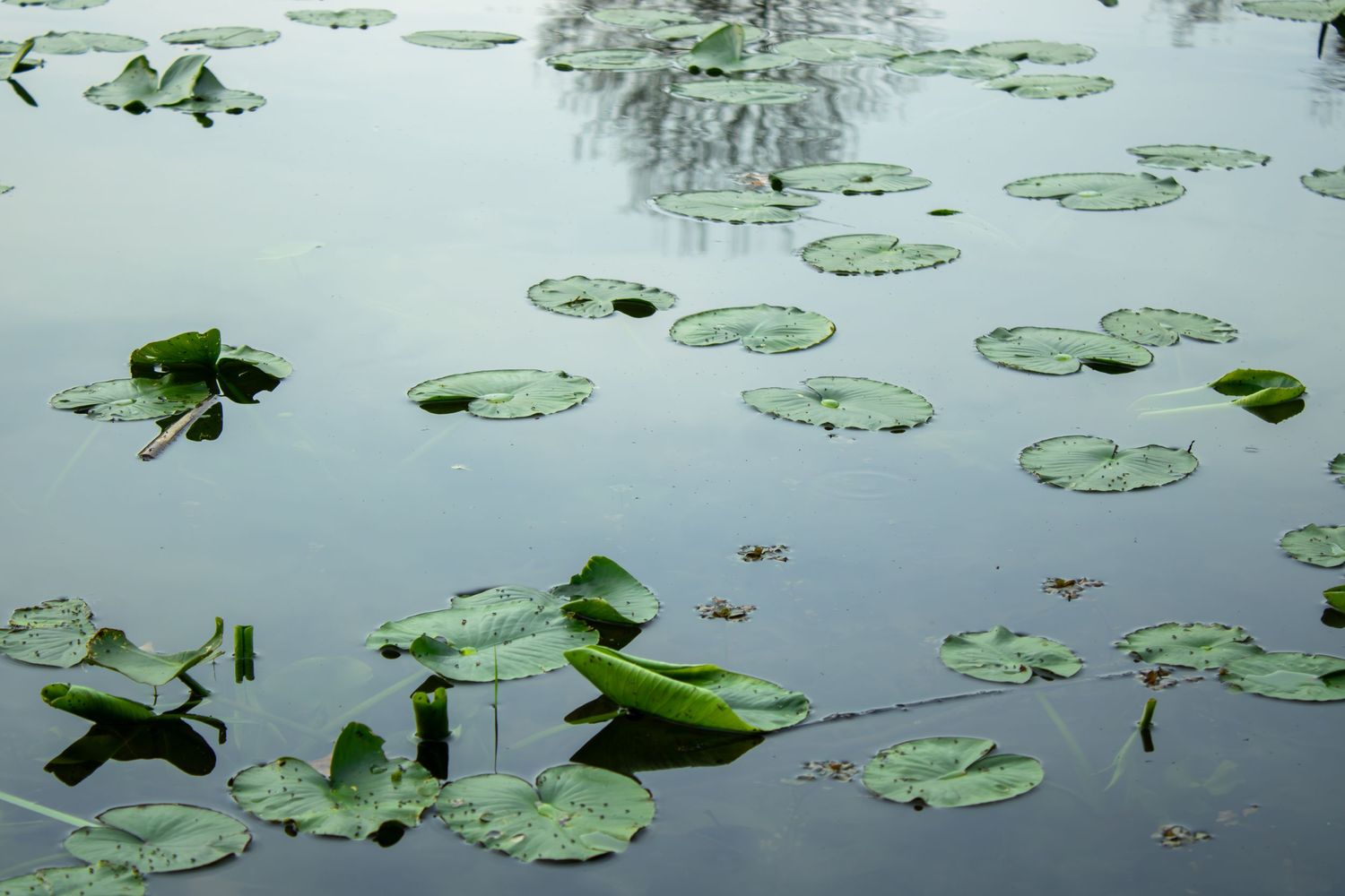 Tranquil pond surface covered with floating lily pads in soft light.