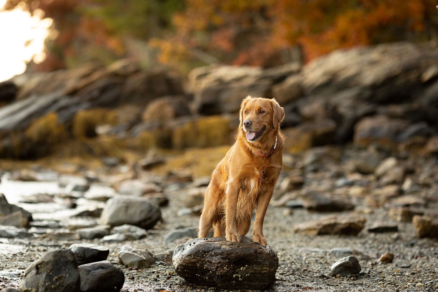 Professional photo of a golden retriever on the beach in the fall